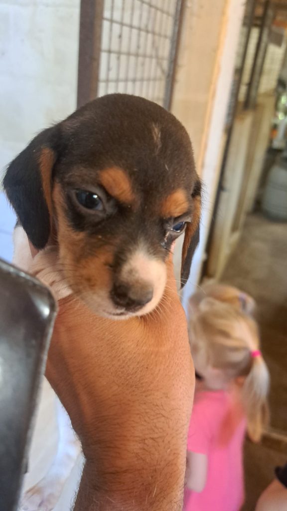 CUCCIOLI DI BEAGLE---PRONTA CONSEGNA