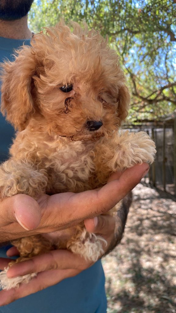 CUCCIOLI DI MALTIPOO (incrocio barboncino/maltese)
