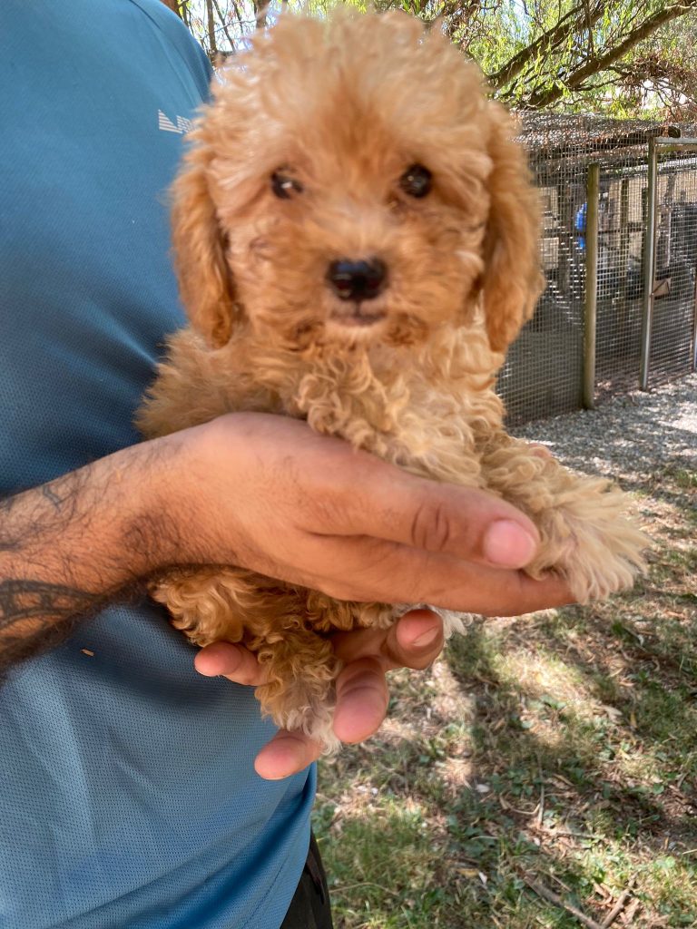 CUCCIOLI DI MALTIPOO (incrocio barboncino/maltese)