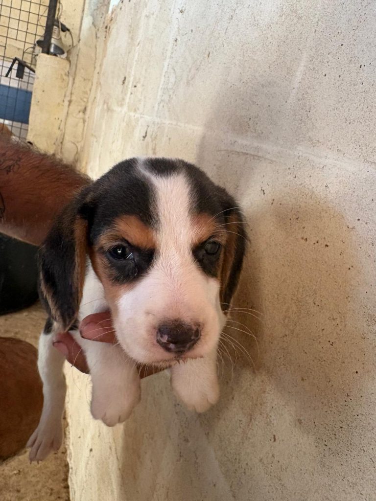 CUCCIOLI DI BEAGLE---PRONTA CONSEGNA