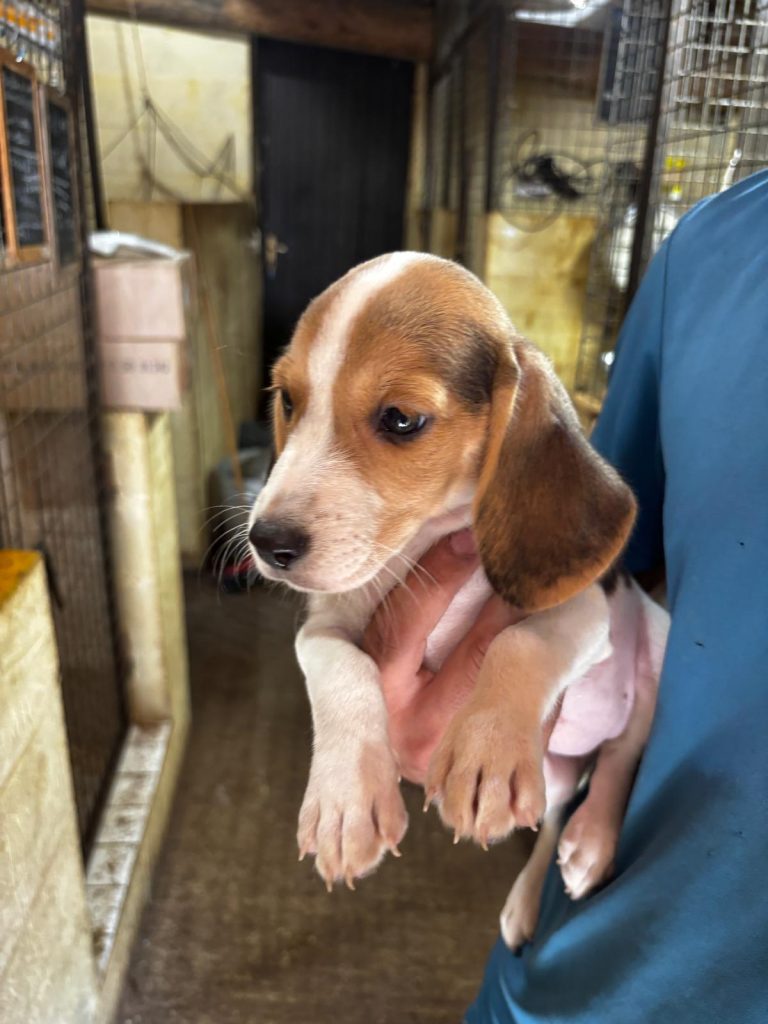 CUCCIOLI DI BEAGLE---PRONTA CONSEGNA