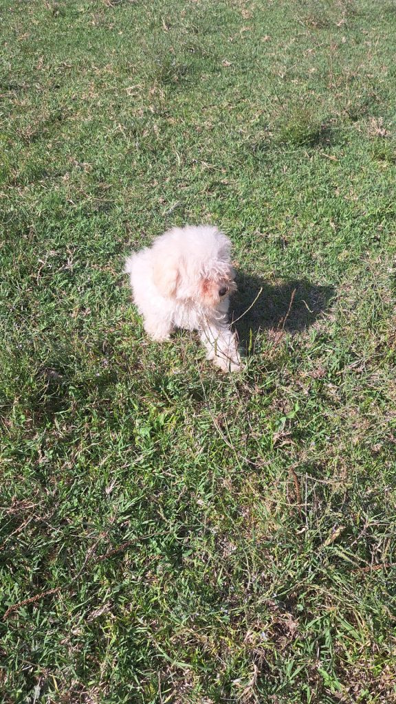 CUCCIOLI DI MALTIPOO (incrocio barboncino/maltese)