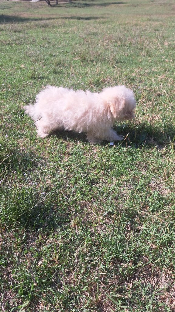 CUCCIOLI DI MALTIPOO (incrocio barboncino/maltese)