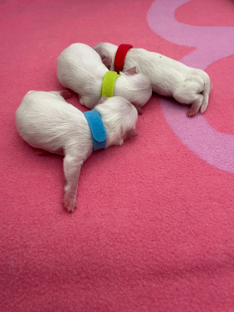 Cuccioli di Maltese con Pedigree ENCI – La Casa dei Maltesi (Cuneo)