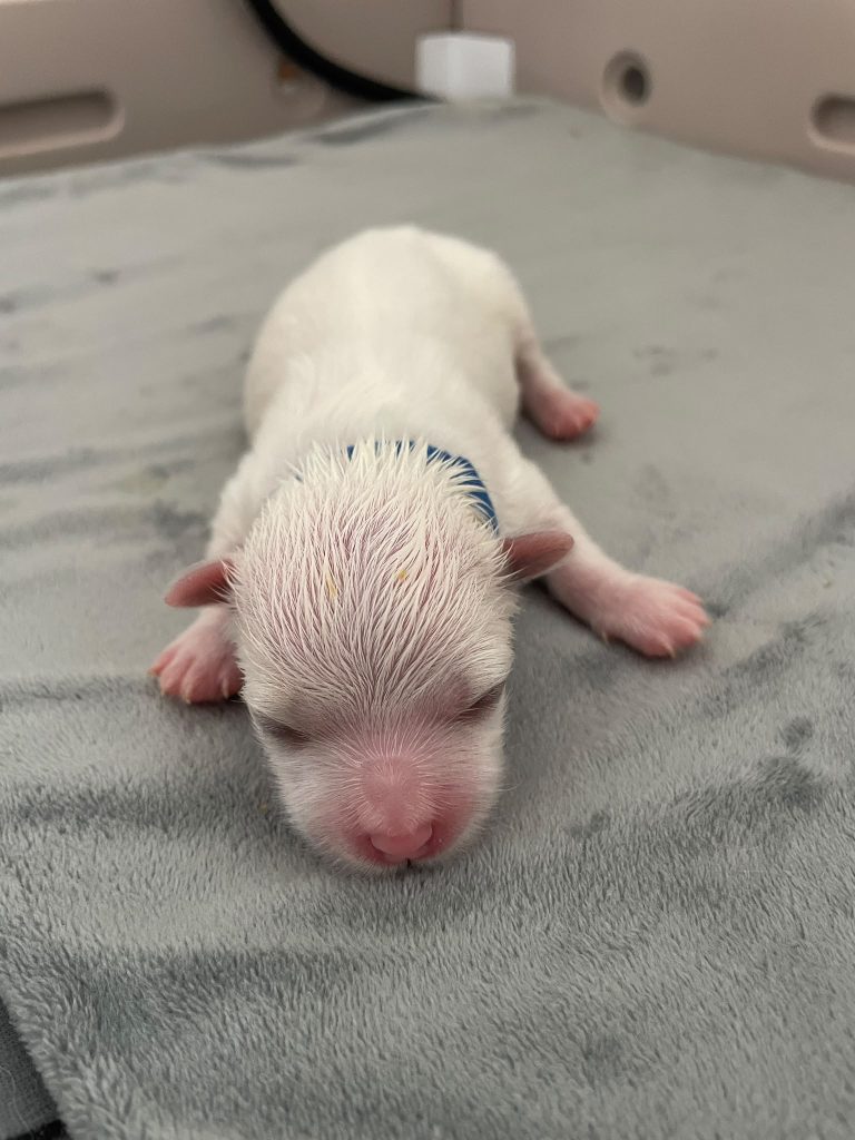 Cuccioli di Maltese con Pedigree ENCI – La Casa dei Maltesi (Cuneo)
