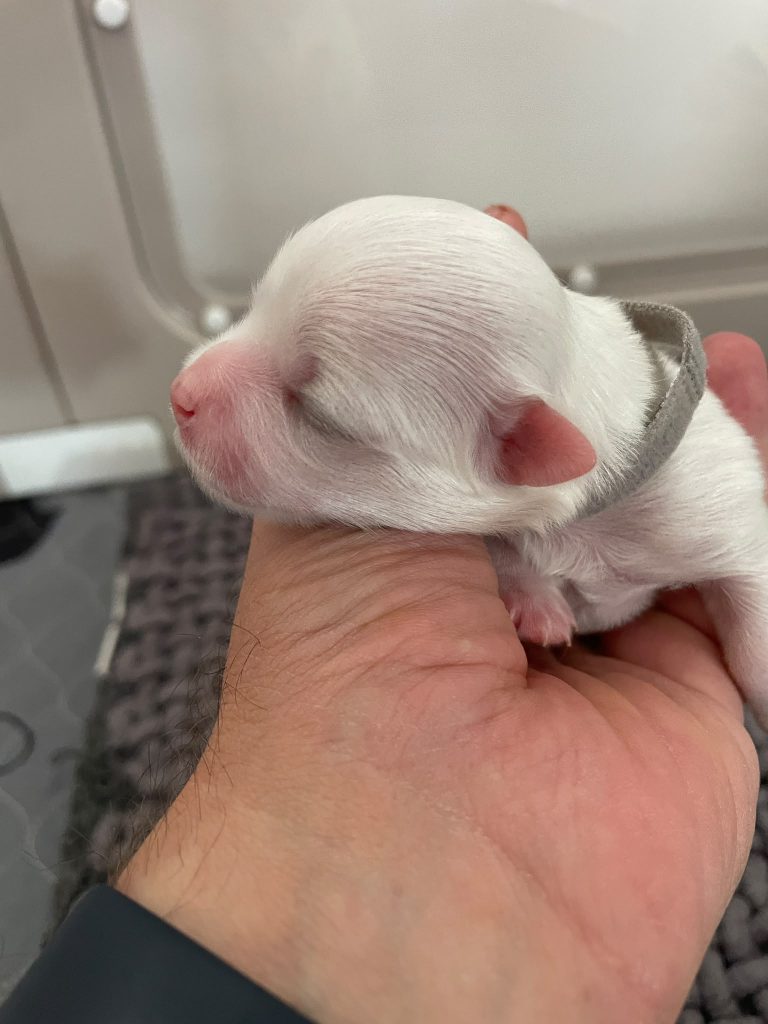 Cuccioli di Maltese con Pedigree ENCI – La Casa dei Maltesi (Cuneo)