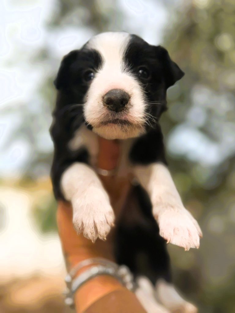 Border collie Blue merle