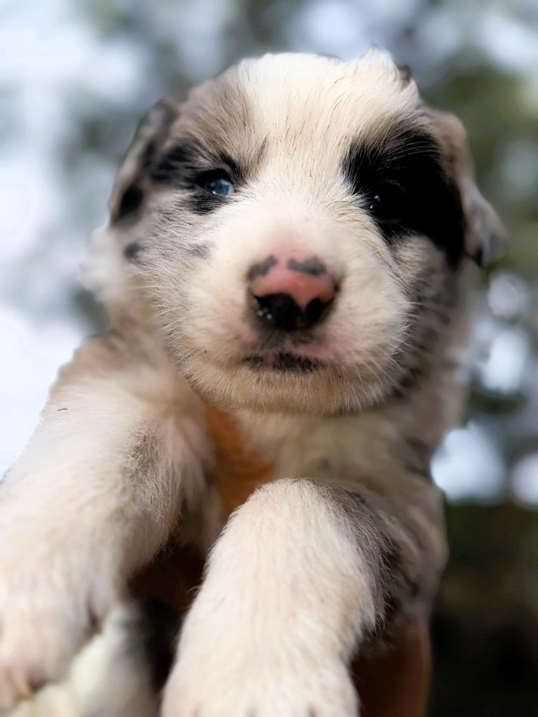 Border collie Blue merle