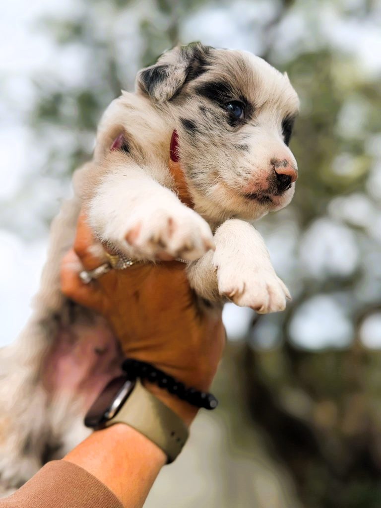 Border collie Blue merle