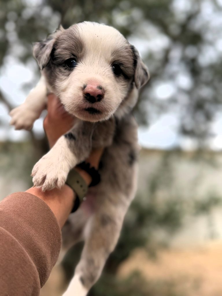 Border collie Blue merle