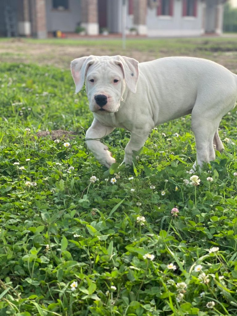 CUCCIOLI DOGO ARGENTINO