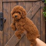 Cuccioli di Barboncino Miniature, Toy e Teacup e Bassotti