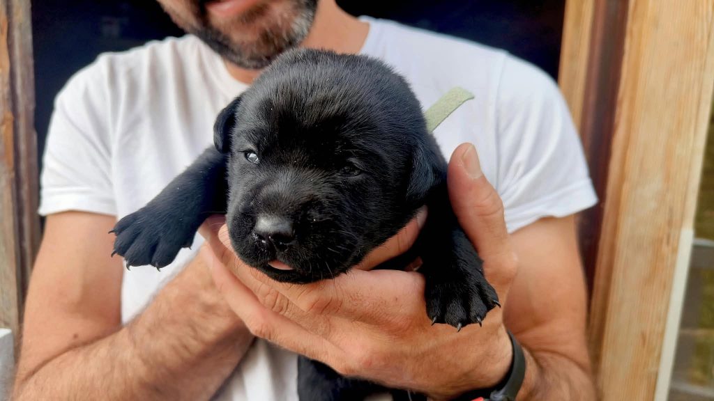 Cuccioli di Labrador Retriever con pedigree ENCI – Camugnano (BO)