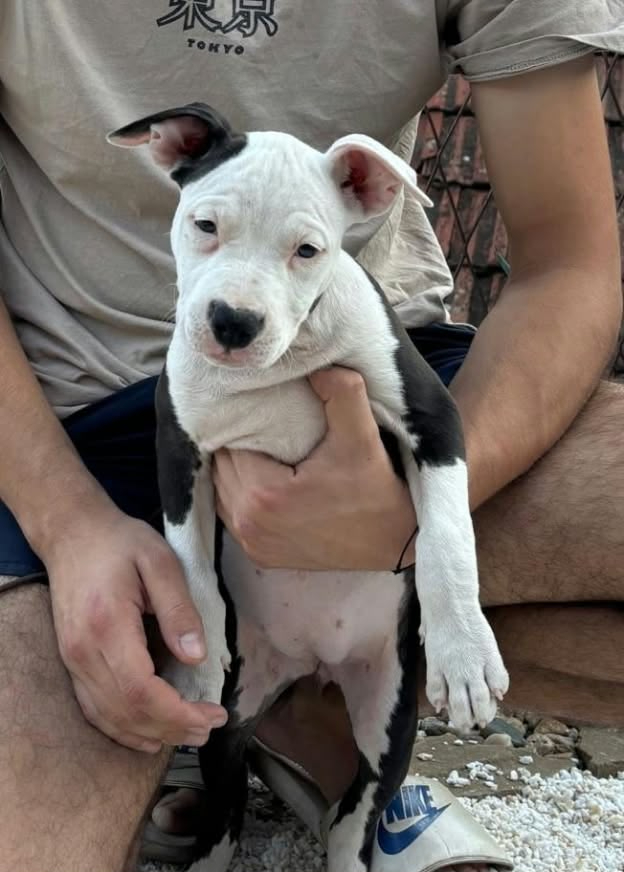 American Staffordshire Terrier – Bellissimi Cuccioli