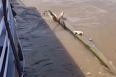 cane Rio delle Amazzoni