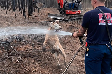 cane che si diverte