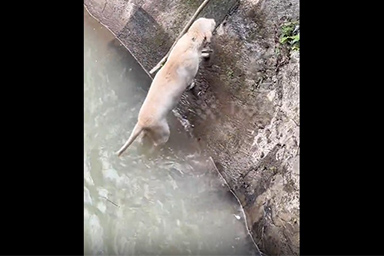 cane in canale