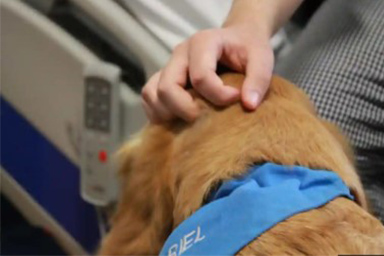 cane in ospedale