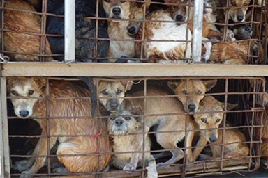 cani per macellazione