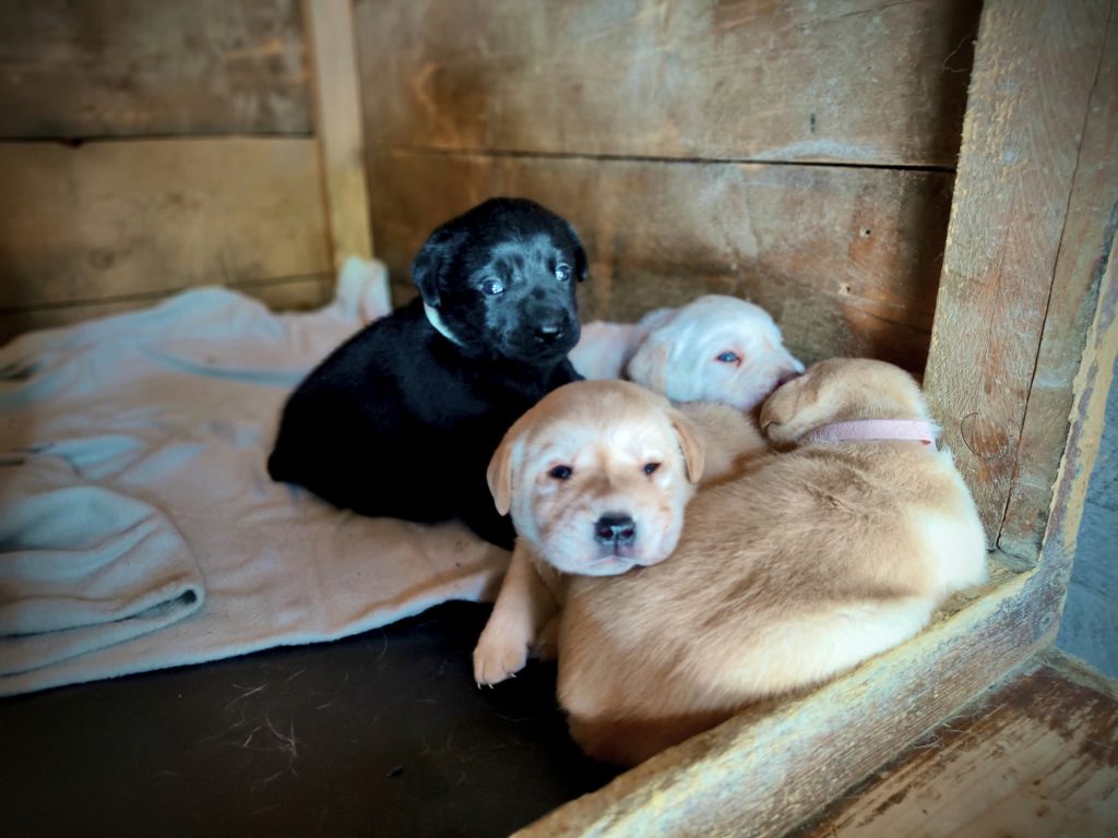 Cuccioli di Labrador Retriever con pedigree ENCI – Camugnano (BO)