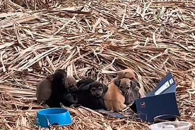 cuccioli abbandonati