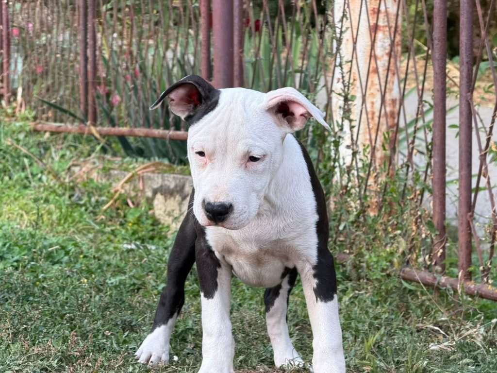 American Staffordshire Terrier – Bellissimi Cuccioli