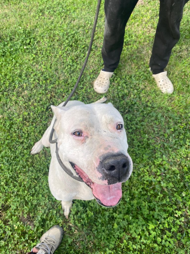CUCCIOLI DOGO ARGENTINO
