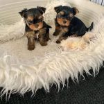 Cucciolo di Yorkshire Terrier meraviglioso