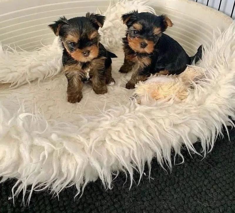 Cucciolo di Yorkshire Terrier meraviglioso