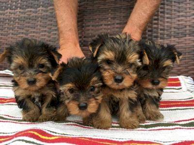 Cucciolo di Yorkshire Terrier meraviglioso