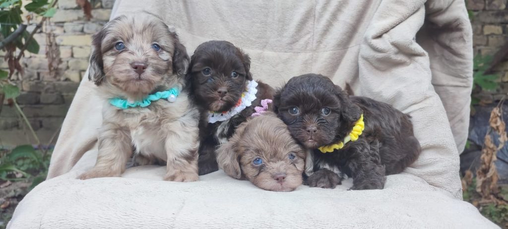 Maltipoo cuccioli bellissimi