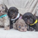 Maltipoo cuccioli bellissimi