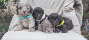 Maltipoo cuccioli bellissimi