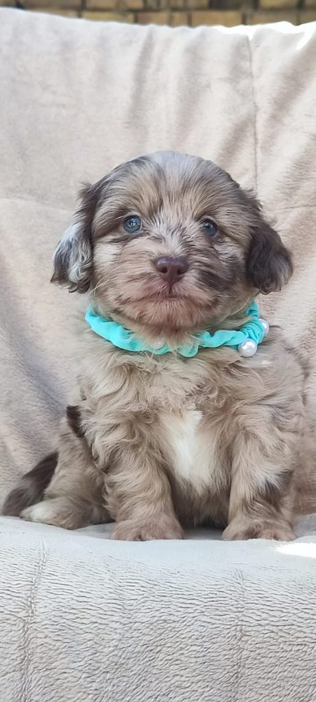 Maltipoo cuccioli bellissimi