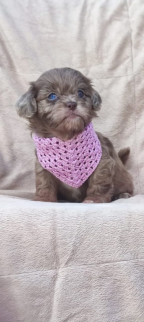 Maltipoo cuccioli bellissimi
