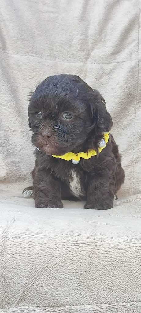 Maltipoo cuccioli bellissimi