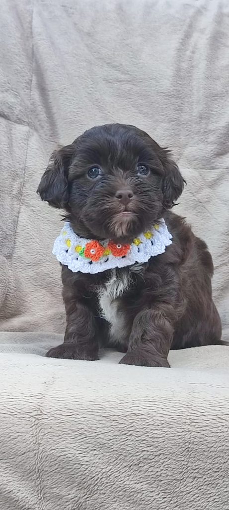 Maltipoo cuccioli bellissimi