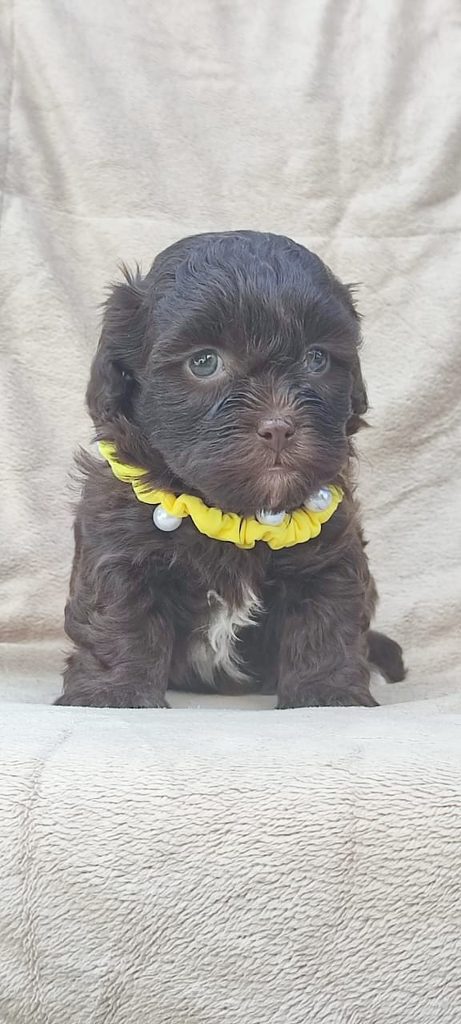 Maltipoo cuccioli bellissimi