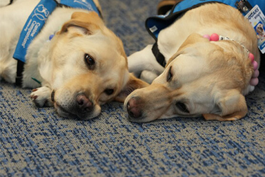 pet therapy a scuola