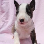 Mini Bull Terrier – cuccioli
