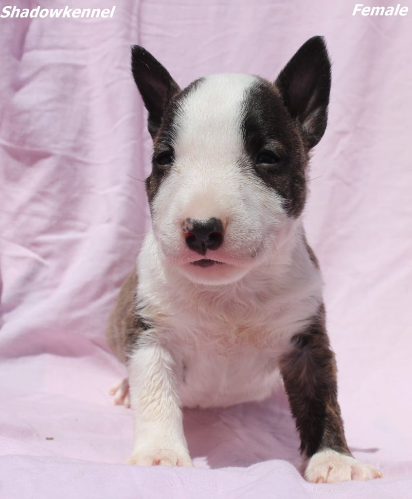 Mini Bull Terrier – cuccioli