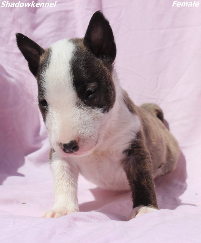 Mini Bull Terrier – cuccioli