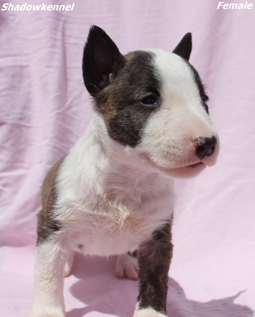 Mini Bull Terrier – cuccioli