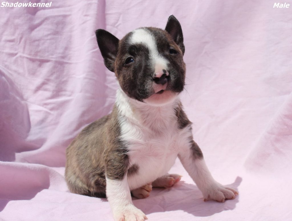Mini Bull Terrier – cuccioli