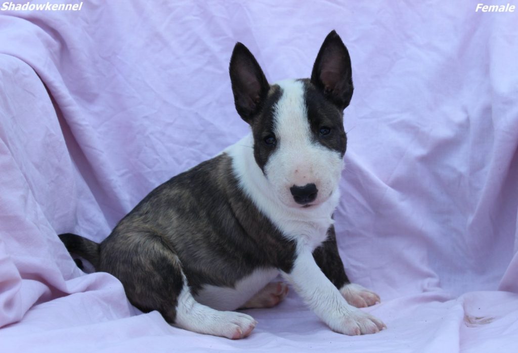 Mini Bull Terrier – cuccioli