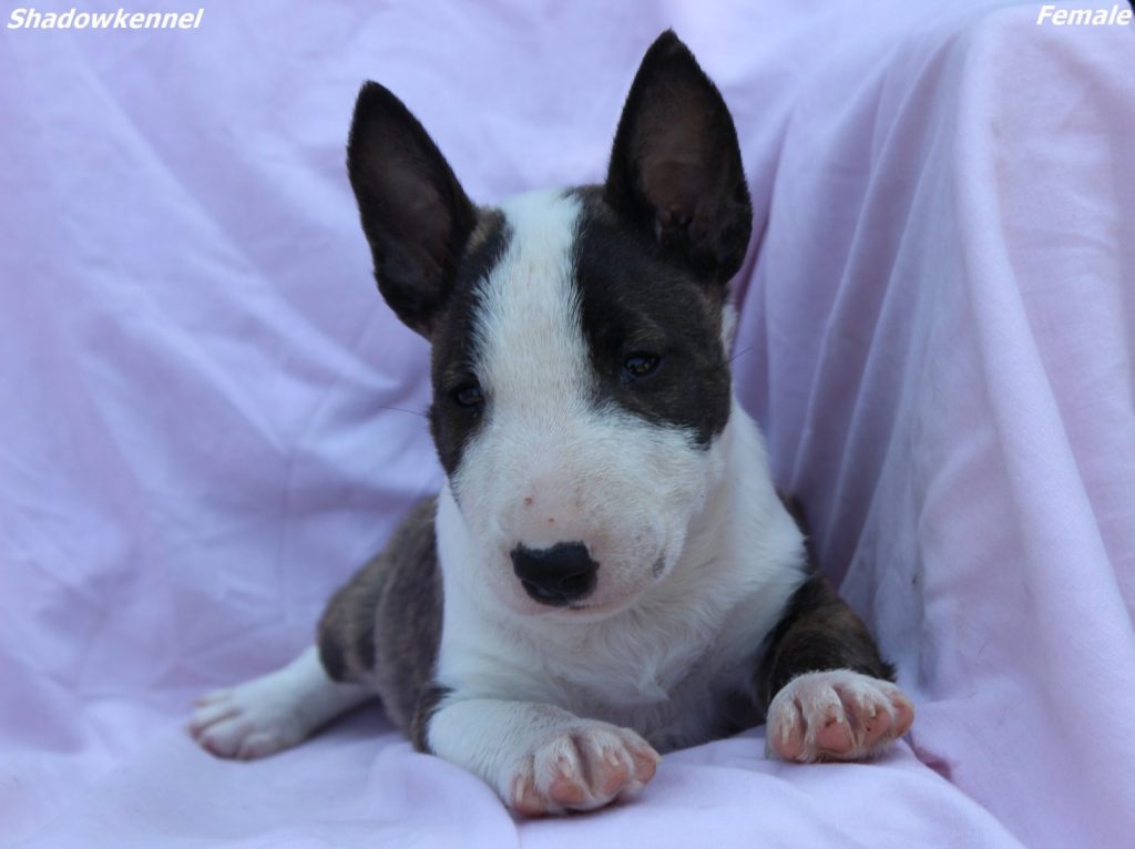 Mini Bull Terrier – cuccioli