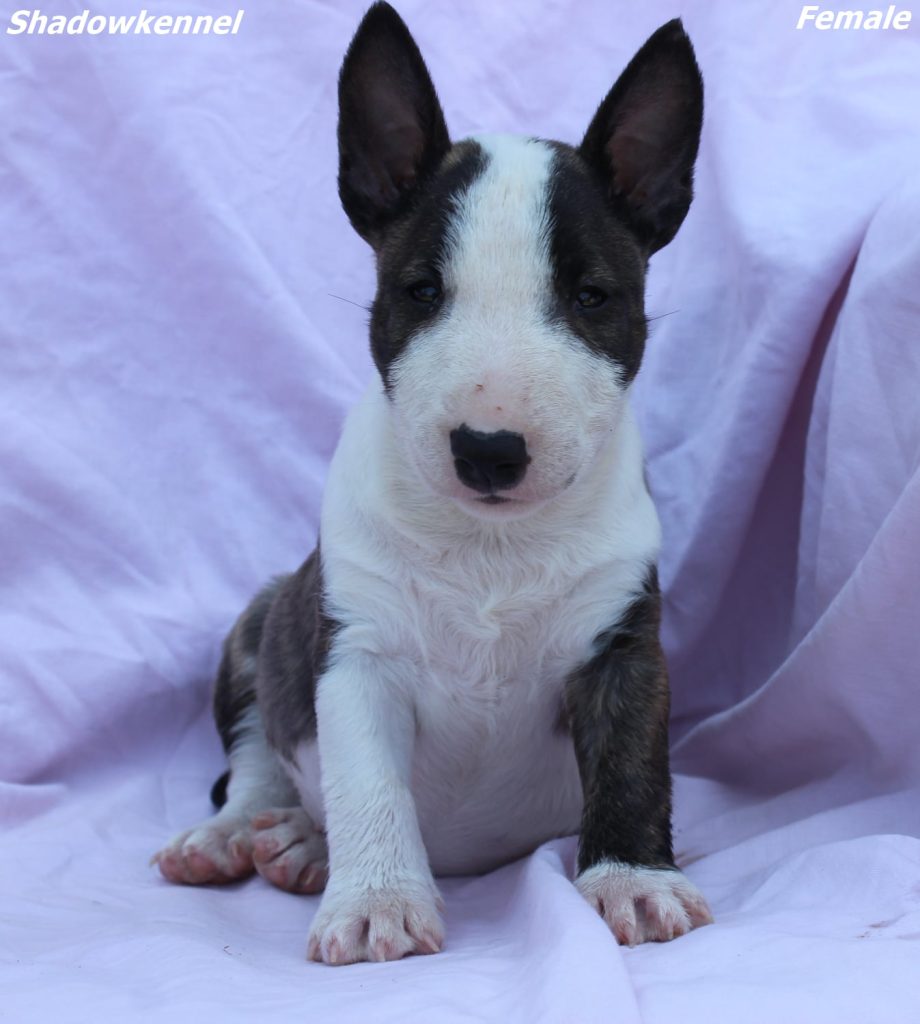 Mini Bull Terrier – cuccioli