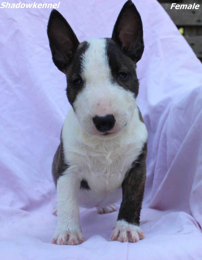 Mini Bull Terrier – cuccioli