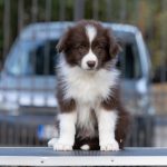 Border Collie cuccioli