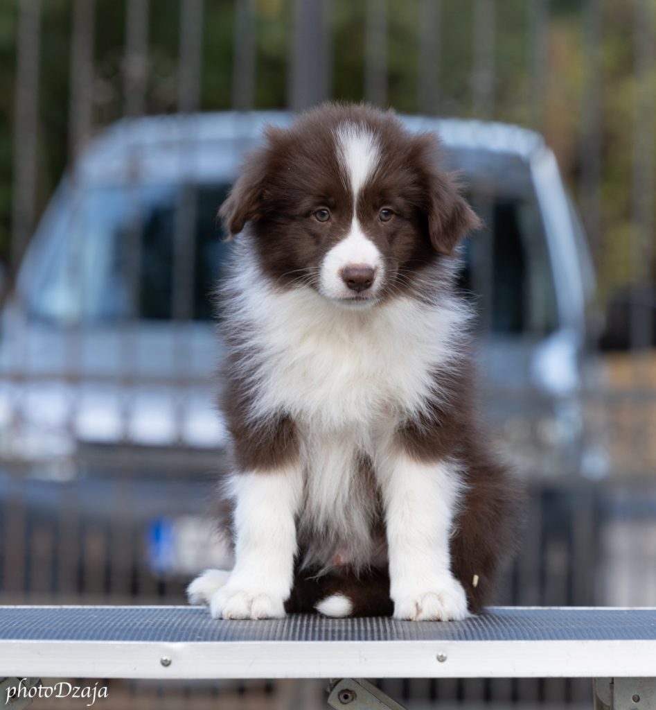 Border Collie cuccioli